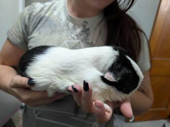 Rescue Guinea Pig Guinea Pigs for Adoption in Frederick, Maryland - Panda (Bonded With Pelican) | PetCurious